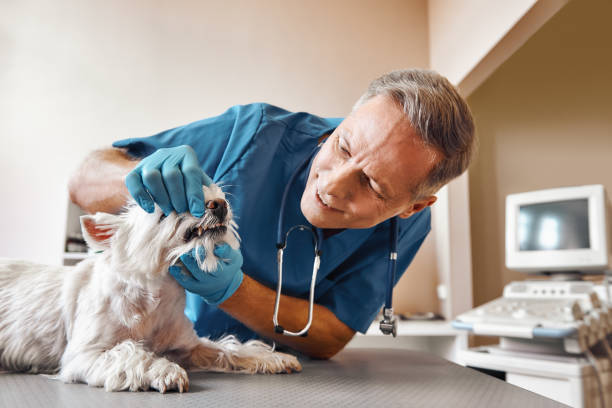 Best Emergency Dental Surgery in Eureka Springs, AR